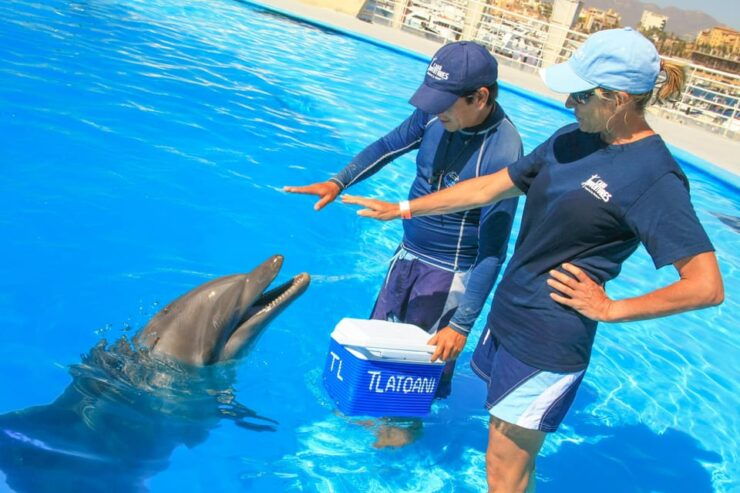 Cabo San Lucas: Dolphin Trainer For a Day Experience - Dolphin Training and Interaction