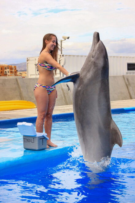 Cabo San Lucas: Dolphin Trainer For a Day Experience - Educational Session on Dolphins