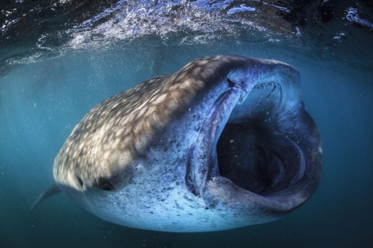 Cabo San Lucas: Full-Day Whale Shark Swimming Experience - Booking Details