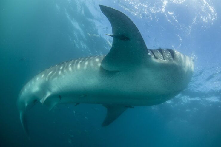 Cabo San Lucas: Full-Day Whale Shark Swimming Experience - Experience Highlights