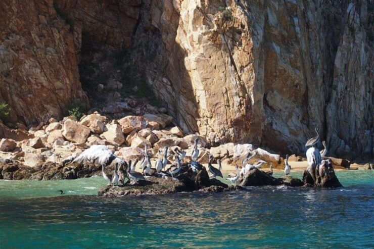 Cabo San Lucas Glass Bottom Boat - Activity Details