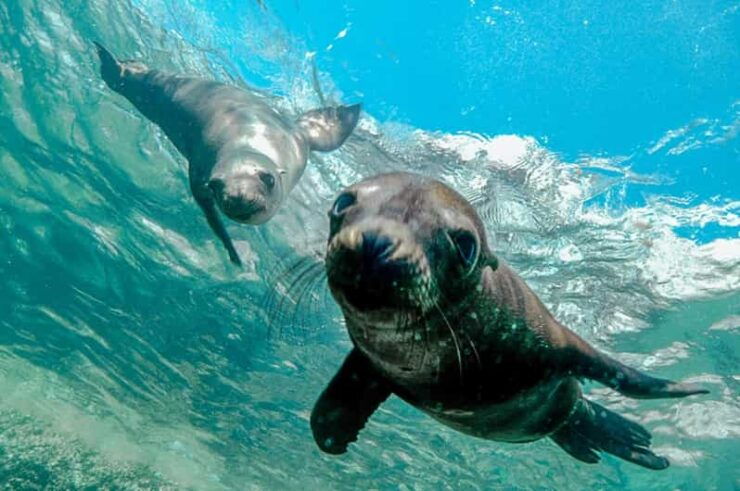Cabo San Lucas: Local Dives (CSL Marine Park) and Corridor. - Good To Know
