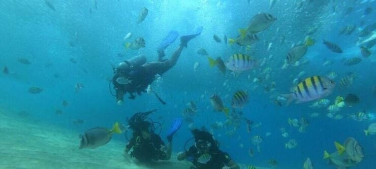 Cabo San Lucas: Marine Reserve Dive - Tour Highlights
