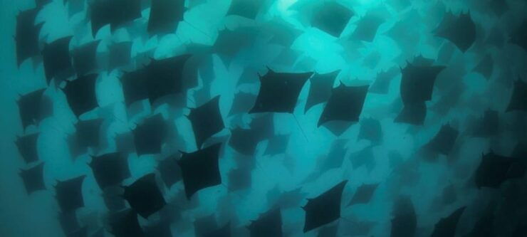 Cabo San Lucas: Marine Reserve Dive - Tour Highlights