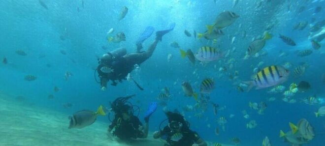 Cabo San Lucas: Marine Reserve Dive - Booking Information