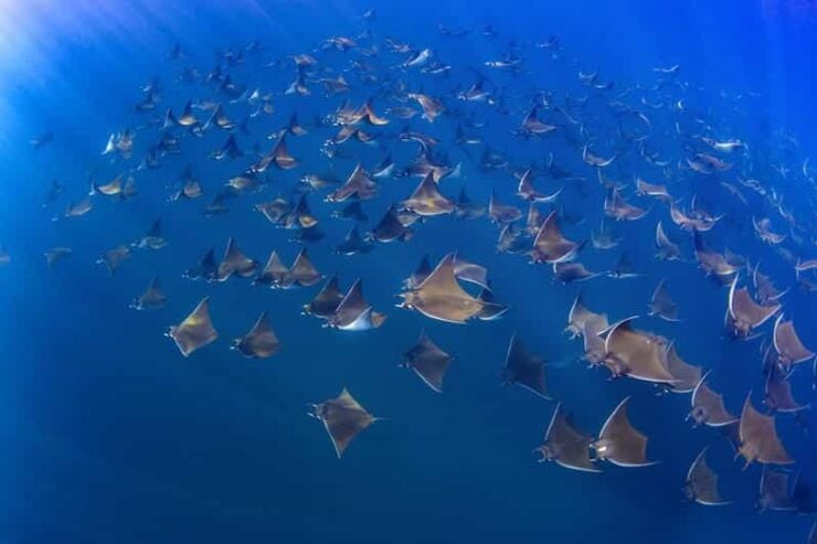 Cabo San Lucas: Marine Reserve Snorkeling Experience - Marine Life Exploration
