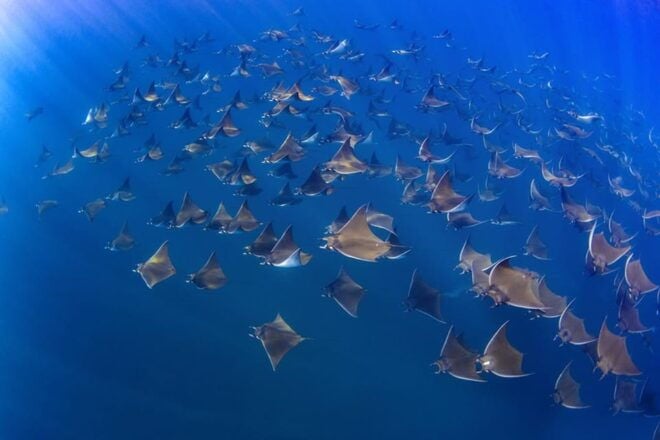 Cabo San Lucas: Marine Reserve Snorkeling Experience - Tour Features