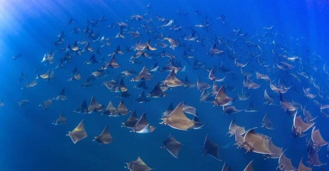 Cabo San Lucas: Marine Reserve Snorkeling Experience - Booking Information