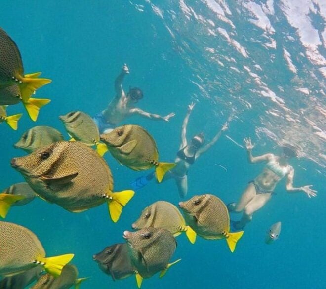 Cabo San Lucas: Marine Reserve Snorkeling Experience - Amenities Provided