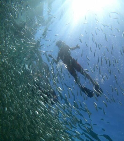 Cabo San Lucas: Marine Reserve Snorkeling Experience - Excitement of Snorkeling