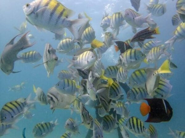 Cabo San Lucas: Marine Reserve Snorkeling Experience - Expert Guidance Provided