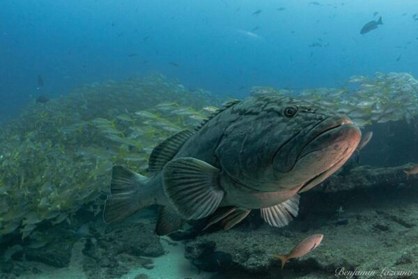 Cabo San Lucas: Marine Reserve Snorkeling Experience - Frequently Asked Questions