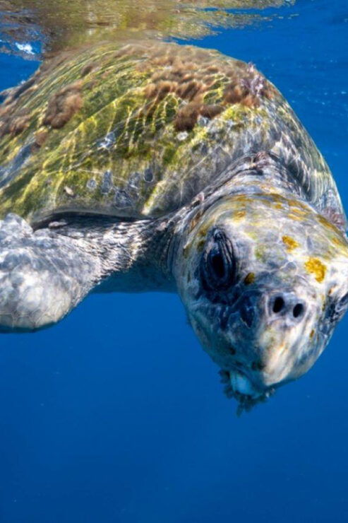 Cabo San Lucas: Open Ocean Snorkel - Experience Highlights
