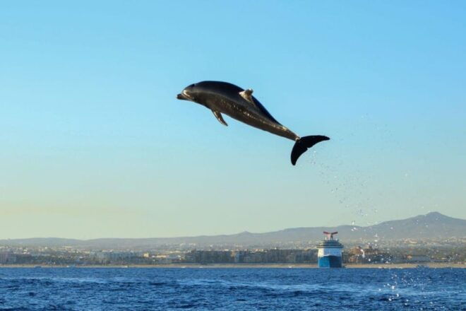 Cabo San Lucas: Open Ocean Snorkel - Marine Life Sightings