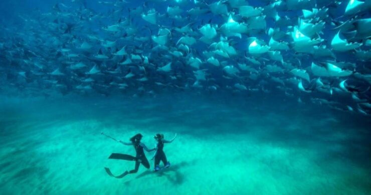 Cabo San Lucas: Open Ocean Snorkel - Good To Know