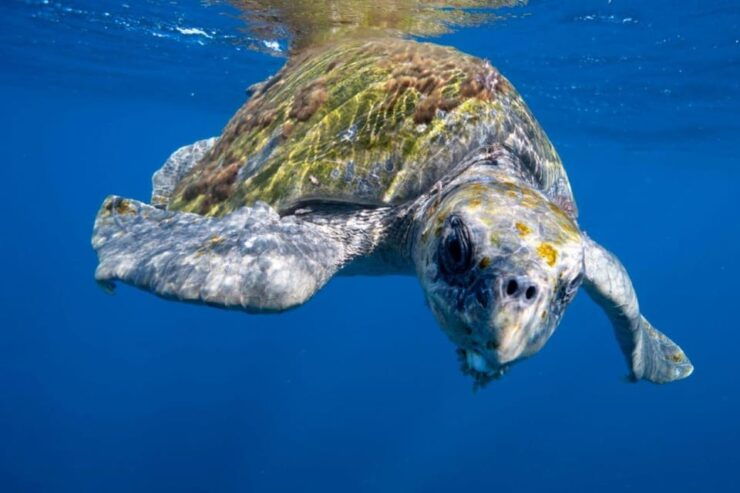 Cabo San Lucas: Open Ocean Snorkel - Booking Information