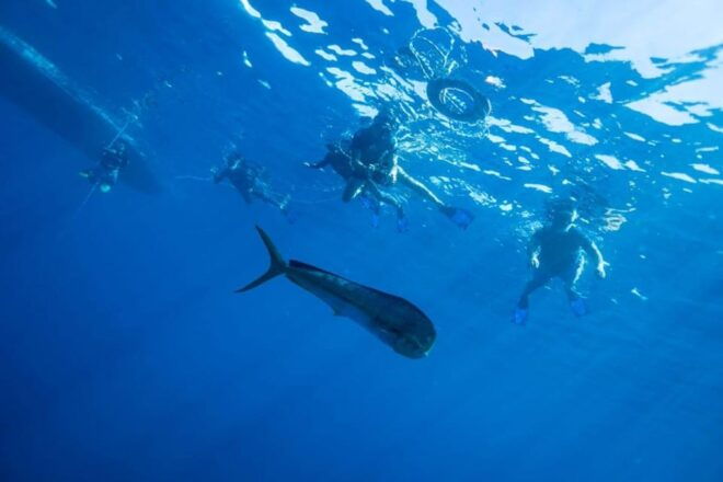 Cabo San Lucas: Open Ocean Snorkel - Safety and Conservation