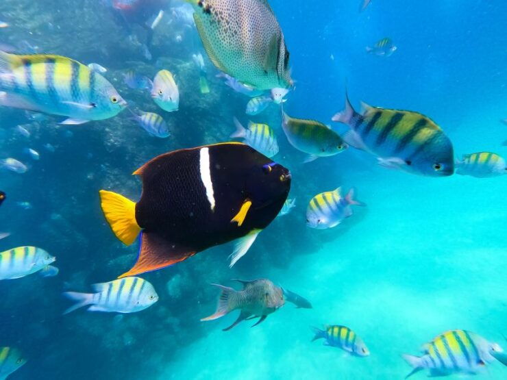 Cabo San Lucas: Paddleboarding to The Arch & Snorkel - Tour Highlights and Recommendations