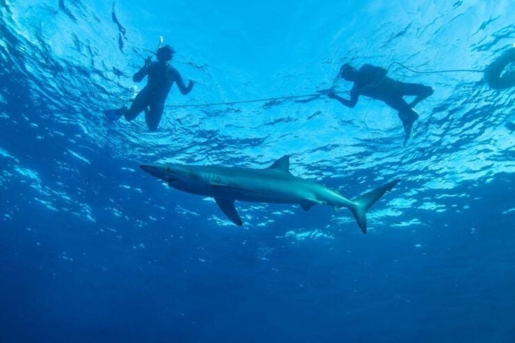 Cabo San Lucas: Pelagic Shark Snorkeling Tour - Tour Overview