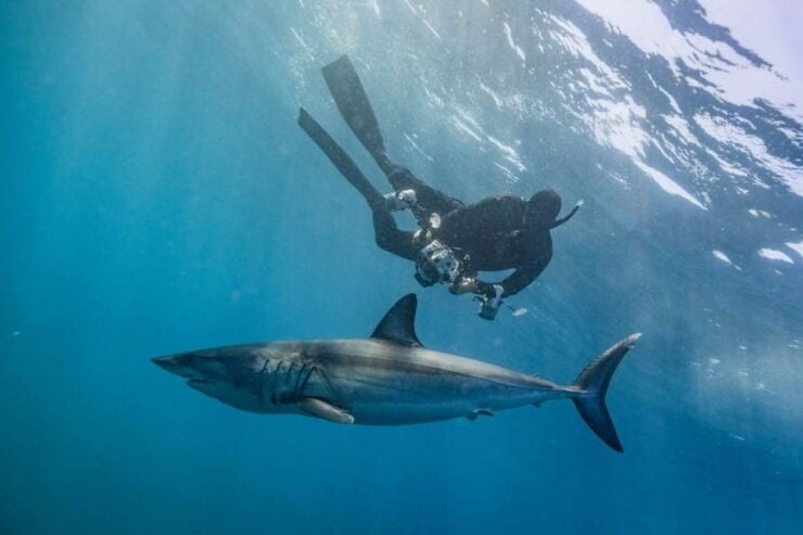 Cabo San Lucas: Pelagic Shark Snorkeling Tour - Safety and Accessibility
