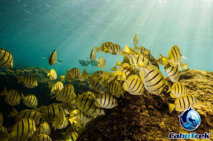 Cabo San Lucas Private Snorkeling Tour - Tour Activity Details