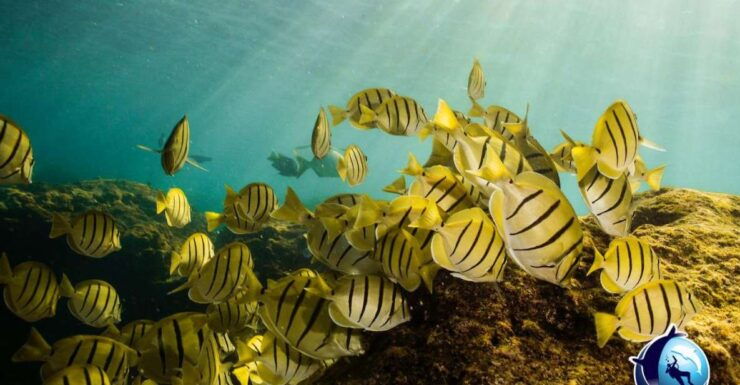 Cabo San Lucas Private Snorkeling Tour - Experience Highlights