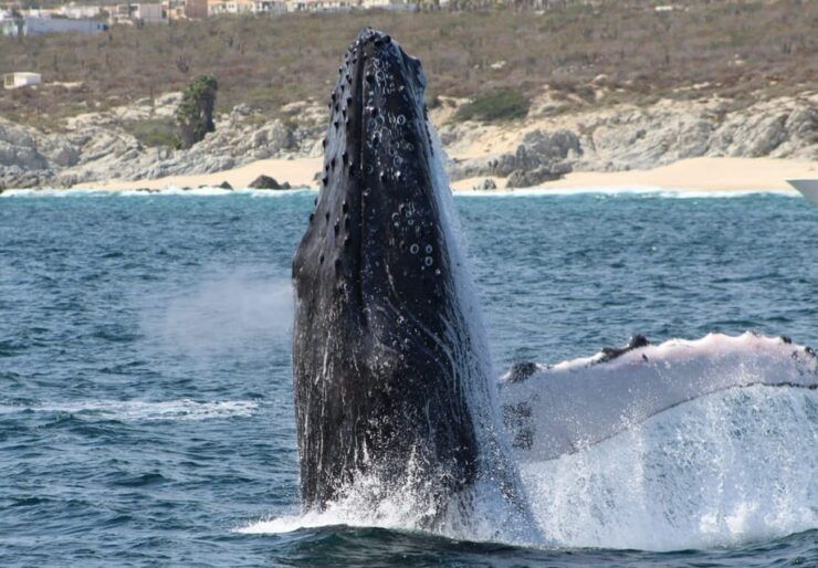 Cabo San Lucas: Private Whale Watching Yacht Excursion - Good To Know