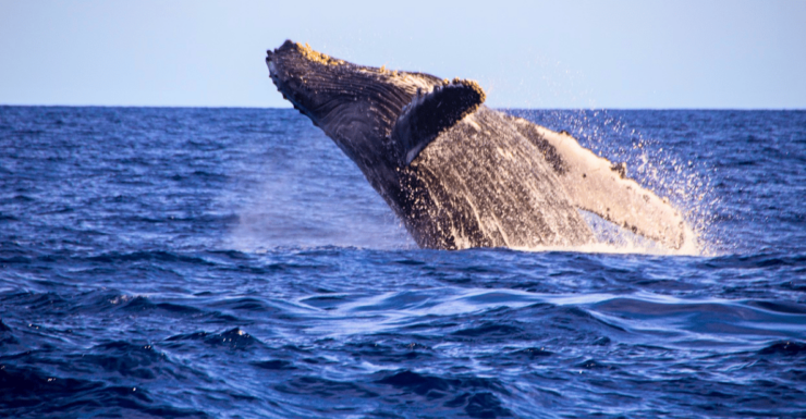 Cabo San Lucas: Private Whale Watching Yacht Excursion - Booking Details