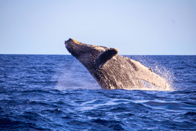 Cabo San Lucas: Private Whale Watching Yacht Excursion - Experience Highlights