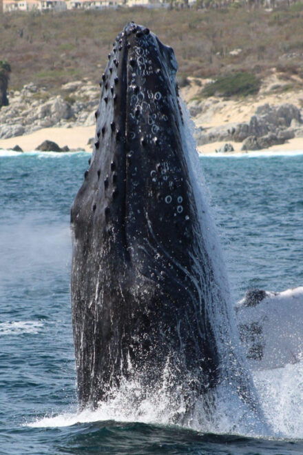 Cabo San Lucas: Private Whale Watching Yacht Excursion - Morning Viewing Time