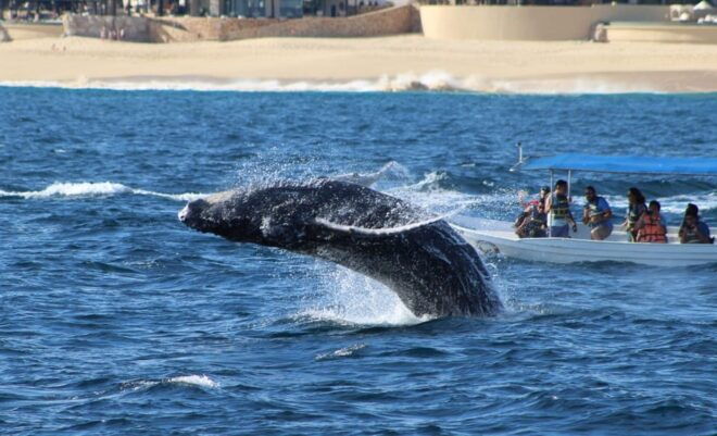 Cabo San Lucas: Private Whale Watching Yacht Excursion - Yacht Specifications