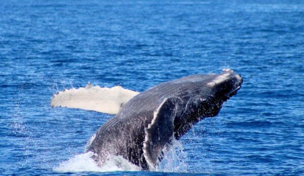 Cabo San Lucas: Private Whale Watching Yacht Excursion - Frequently Asked Questions