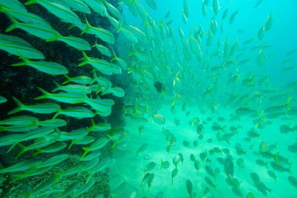 Cabo San Lucas: Reef Snorkel Experience - Cancellation and Booking