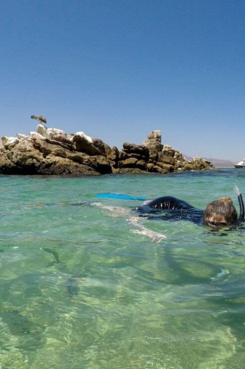 Cabo San Lucas: Reef Snorkel Experience - Good To Know