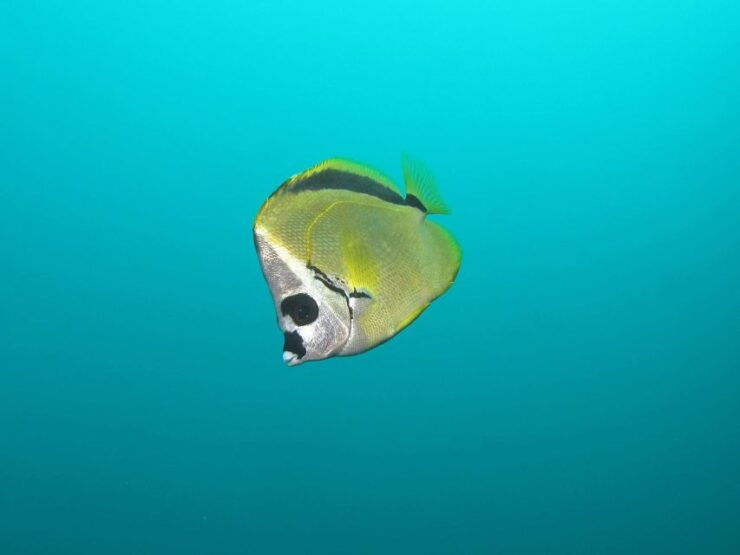 Cabo San Lucas: Scuba Diving at 2 Local Sites in Cabo Bay - Activity Details