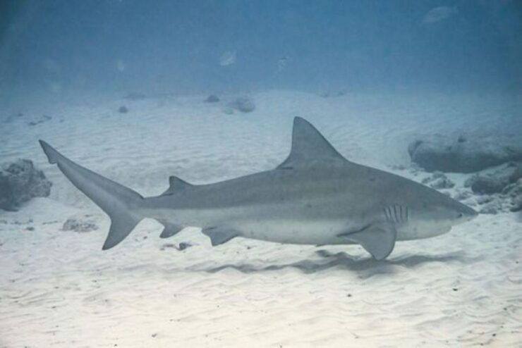 Cabo San Lucas: Shark Snorkeling Adventure - Adventure Details