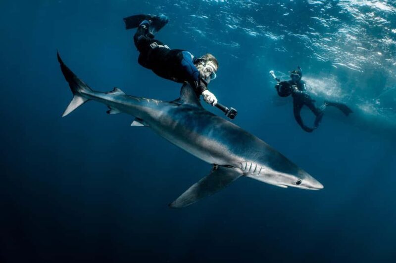 Cabo San Lucas: Shark Snorkeling and Freediving Tour - An In-Depth Look at the Cabo Shark Snorkeling Tour
