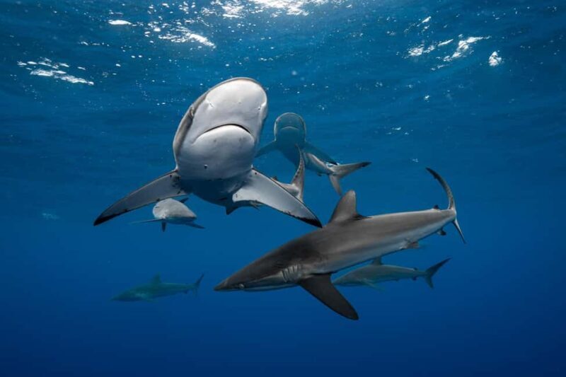 Cabo San Lucas: Shark Snorkeling and Freediving Tour - FAQ