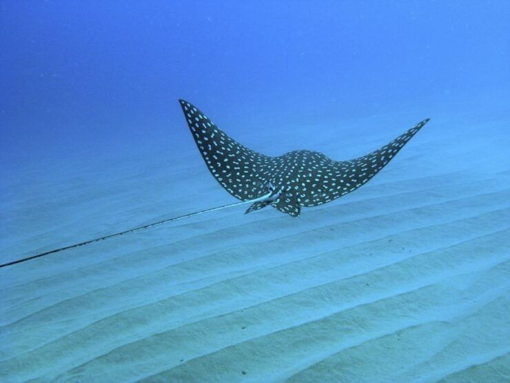 Cabo San Lucas: Snorkel, Paddle-Board, And/Or Kayak Tour - Experience Highlights