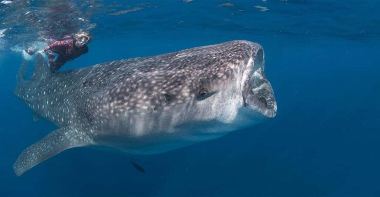 Cabo San Lucas: Snorkel With Whale Sharks - Good To Know