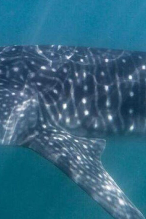 Cabo San Lucas: Snorkel With Whale Sharks - Pricing and Booking