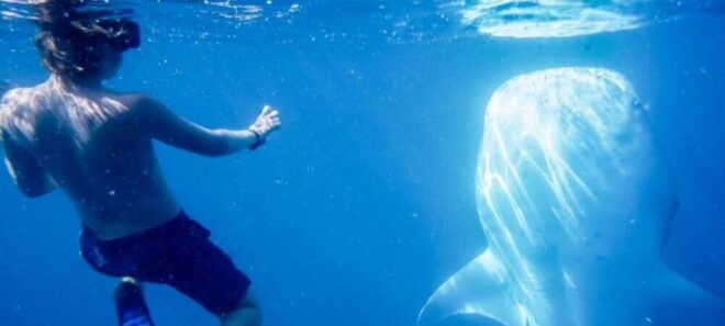 Cabo San Lucas: Snorkel With Whale Sharks - Experience Highlights