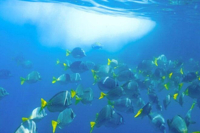 Cabo San Lucas: Snorkeling and Sailing Cruise With Lunch - Included Amenities and Features