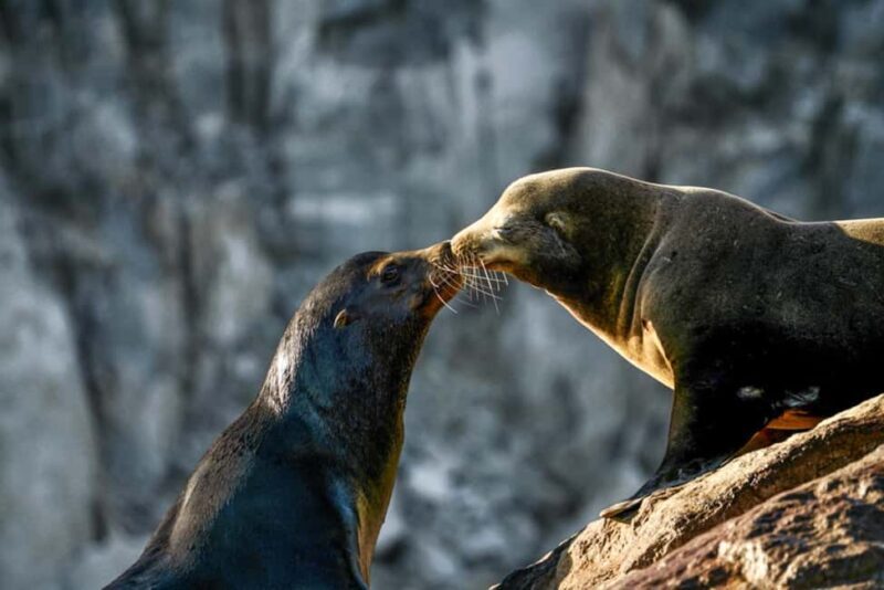 Cabo San Lucas: Sunset Cruise - FAQ