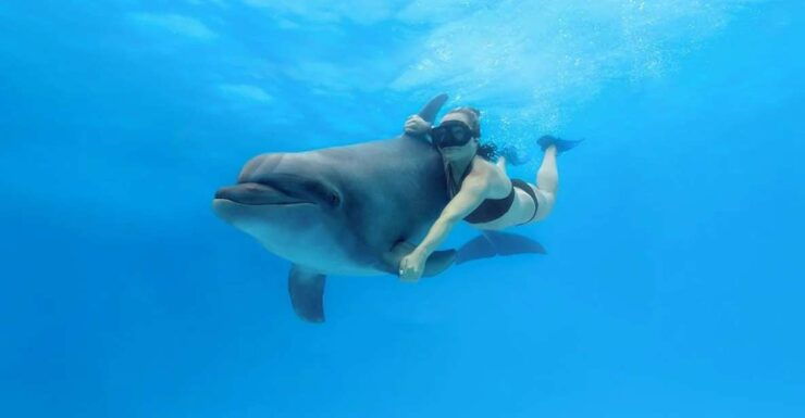 Cabo San Lucas: Swim Excursion With Dolphin Interaction - Experience Details