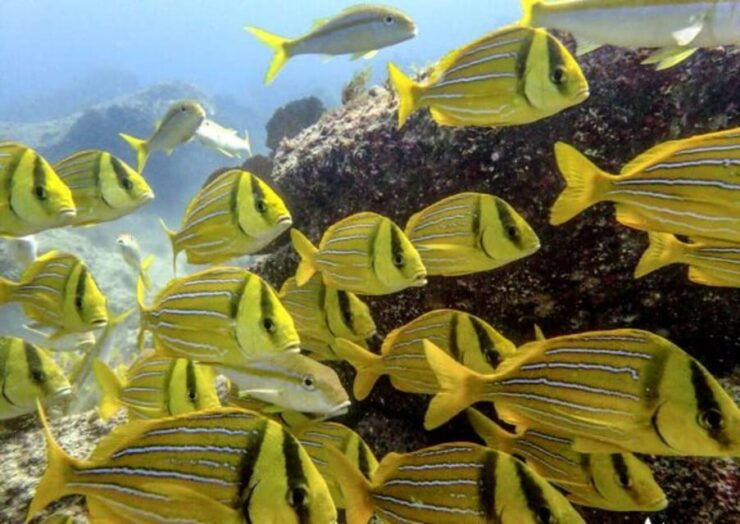 Cabo San Lucas: The Corridor Snorkeling Adventure - Booking Information