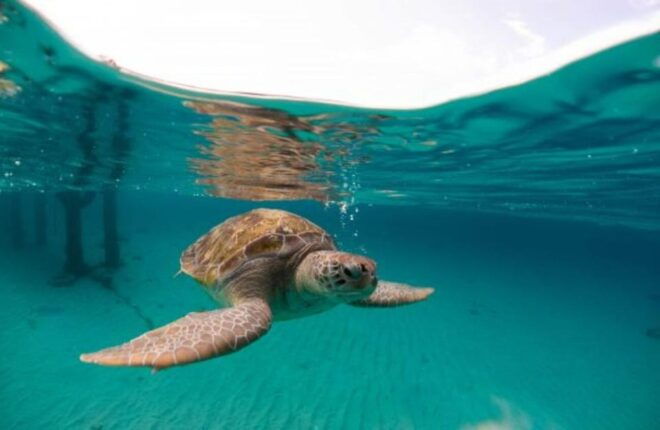Cabo San Lucas: The Corridor Snorkeling Adventure - Experience Details