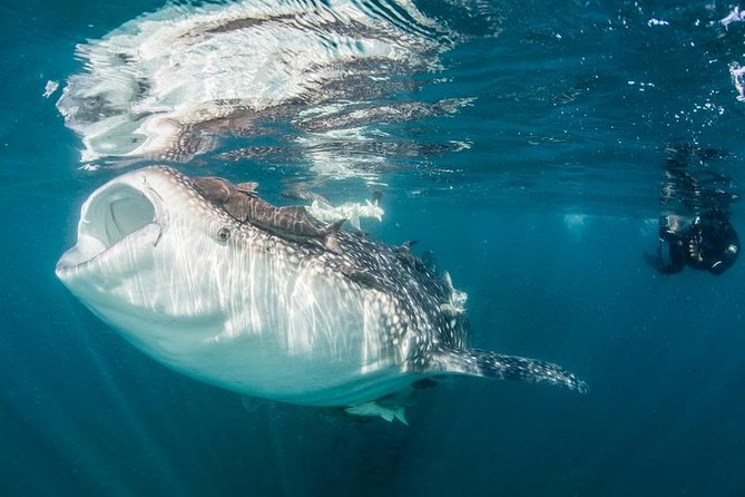 Cabo San Lucas to La Paz Whale Shark Full-Day Snorkeling Trip - Experience Swimming With Whale Sharks in La Paz