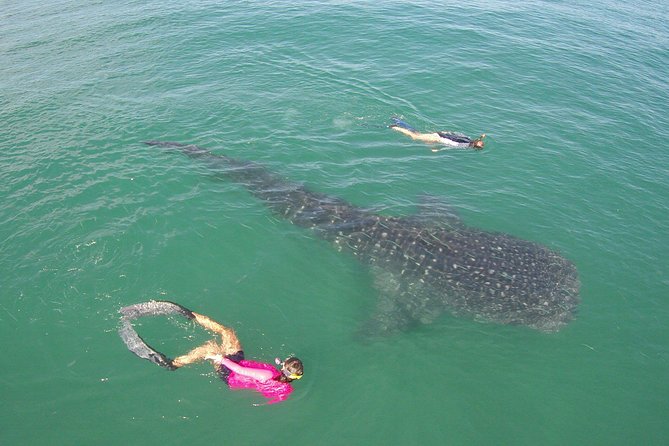 Cabo San Lucas to La Paz Whale Shark Full-Day Snorkeling Trip - What to Expect on the Boat Ride
