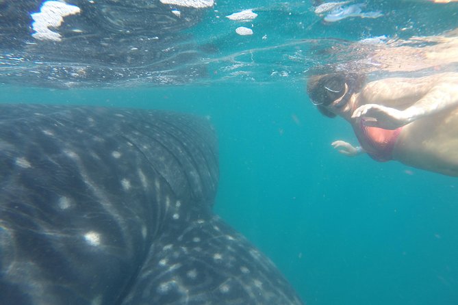 Cabo San Lucas to La Paz Whale Shark Full-Day Snorkeling Trip - Important Information and Cancellation Policy